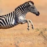 Zebra Calls