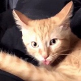 Orang cate behave your