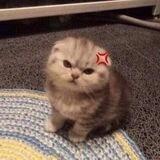 Moi