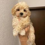 Dog_maltipoo