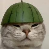 吃瓜综合事务所🍉