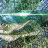 GatorNat v.3 🐊
