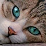 Умный Кот 🐈