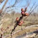 Сады и огороды Астрахани