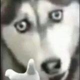 saylencer