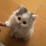 ꒰ঌᐢ.ˬ.ᐢ໒꒱