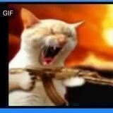 BillionaireCat Shilling Proof