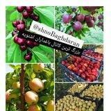 میوه وسیب شنو باغداران🍎🍎🍒