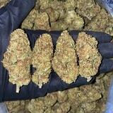 EXOTIC STRANDS