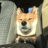 汪汪队
