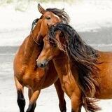 صهيل الخيول 🐎🍂
