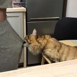 Весёлые питомцы!!!😂🐕😆🐈