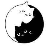 🐱МПК|Магия,путешествия,котеня|🐱