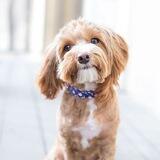 Wiki Dog Official