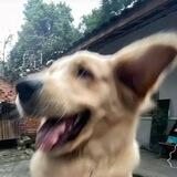 狗子logo/飞机号/代开/强拉/引流