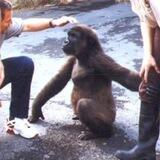 Kayla Harambe’s Mom Portal | $KAYLA