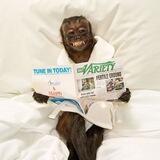 Crystal the Monkey | 0 TAX