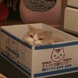kitty meow meow