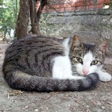 Котики Крыма