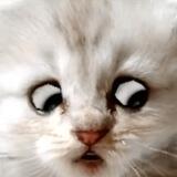 ZUUM CAT
