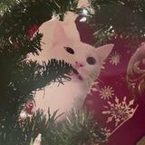 𝗰𝗮𝘁 𝗳𝗮𝗺𝗶𝗹𝘆(🌲 ִֶָ )