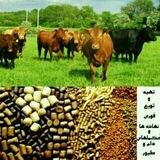 تجارت غلات کمانی
