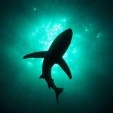 Shark pattern
