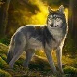WOLFEWAVE