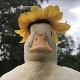 唐老鸭