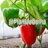 PLANTEeCOLHA