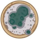 MOLDy token