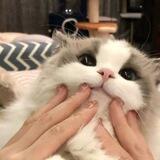 见过凌晨三点半的猫窝吗