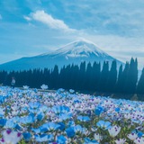 Random Japan