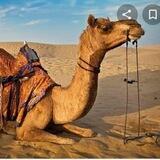RAJASTHANI PROMOTION GROUP
