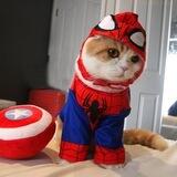 SPIDERCAT | PORTAL