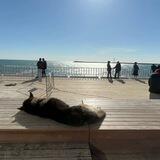 Сергей Матвеев 🏖️Директор Адлера🐈