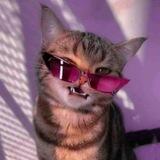 $CatWifStyle Entrance
