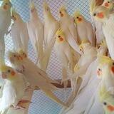 طوطیسانان 🦜