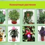 Комнатные растения
