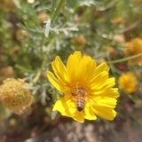 عسل طبیعی و بکر