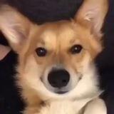 Todos os Cães Merecem o Céu