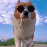 狗蛋冲浪日志