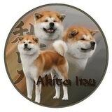 Akita Inu (秋田犬) Global