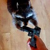 Енот из Херсона🦝