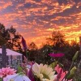 🌻سرزمین رویا🌻