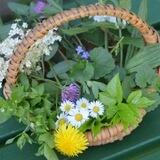PHYTOTHERAPIE - KRÄUTERWISSEN - NATÜRLICHE ALTERNATIVEN