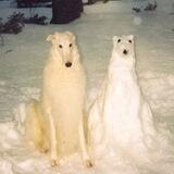 Новогиреево_dogs.