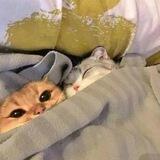 猫线球代理频道