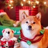HiKARi 光 ❄️ 🎄