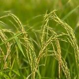 🌾💚خرید برنج از کشاورز | طارم💚🌾